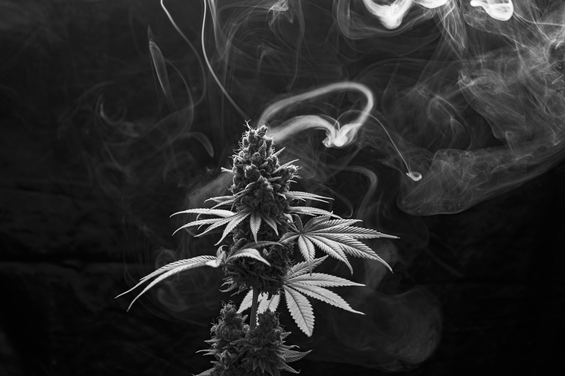 How-Covid-19-Impacted-Cannabis-Culture-and-Consumption-Spaces