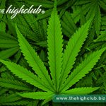 The amazing advantages of sativa and indica