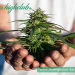 How to buy marijuana online after marijuana is legal in Canada？