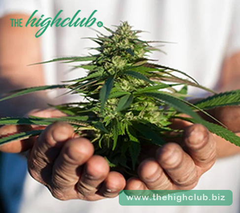 How to buy marijuana online after marijuana is legal in Canada？