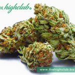 How to distinguish high-quality cannabis?