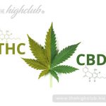 What is the difference between CBD and THC?