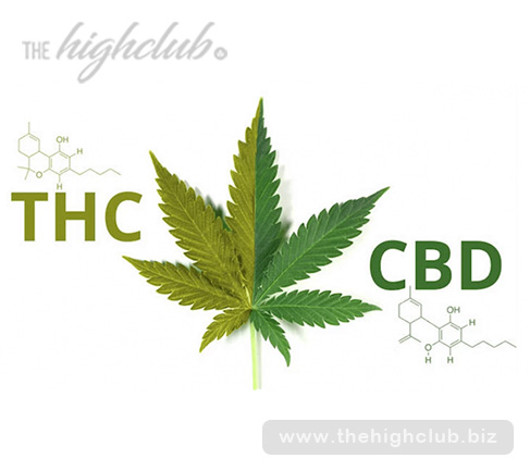 What is the difference between CBD and THC?