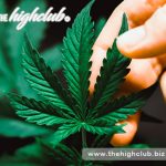 Cannabis in Canada | Super Rare Ayahuasca Purple