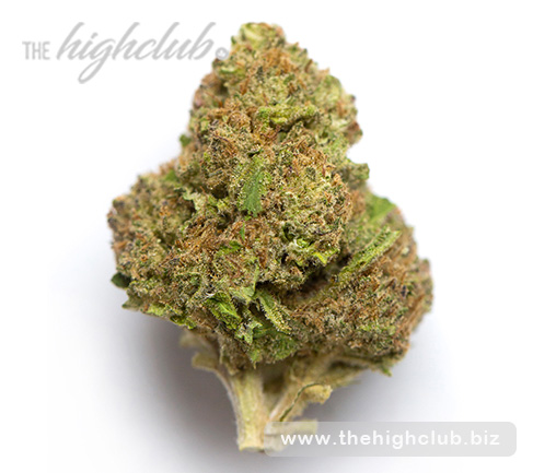 Medical Marijuana | Blue City Diesel