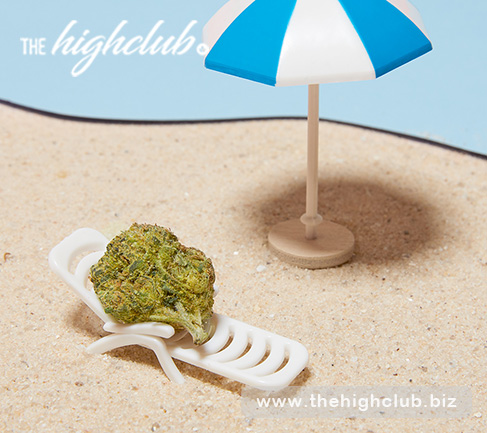 The Jungle Cake strain can put you in a state of pure relaxation
