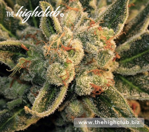 Bubblegum Hybrid Strains