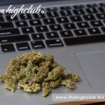 Congo Bongo cannabis allows you to focus on simple tasks