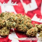 Buy Popular OG Shark Strains Online in Canada