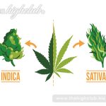Indica-dominant cannabis strains