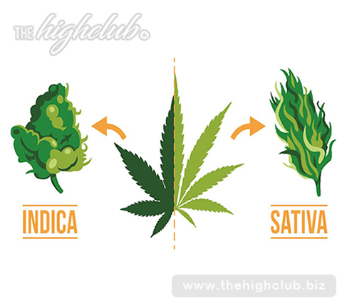 Indica-dominant cannabis strains