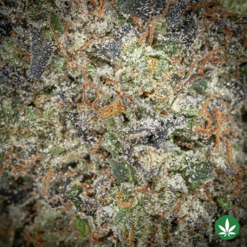 Astro Pink Kush (AAAA+) - Image 2