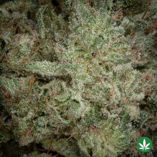 Pink Death LSO (AAAA+) - Image 2
