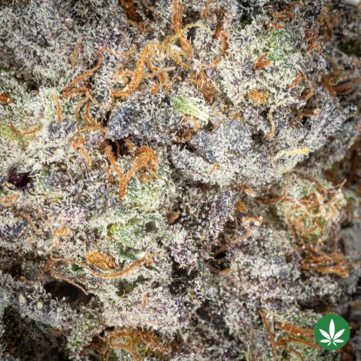 Grape Stomper (AAAA) - Image 2