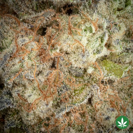 Peanut Butter Mintz (AAAA+) - Image 2