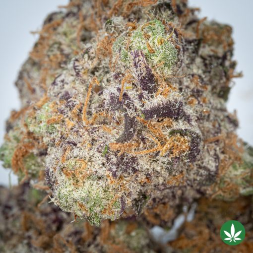 Purple Berry Skunk - Smalls (AAAA+) - Image 2
