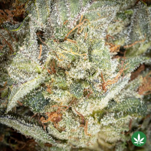 El Chapo OG LSO (AAAA+) - Image 2