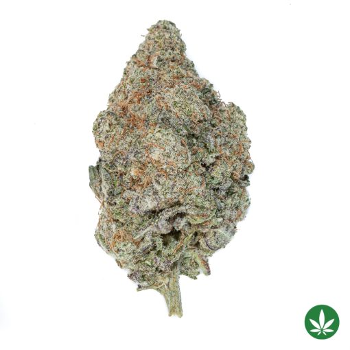 MAC #10 (AAAA+)