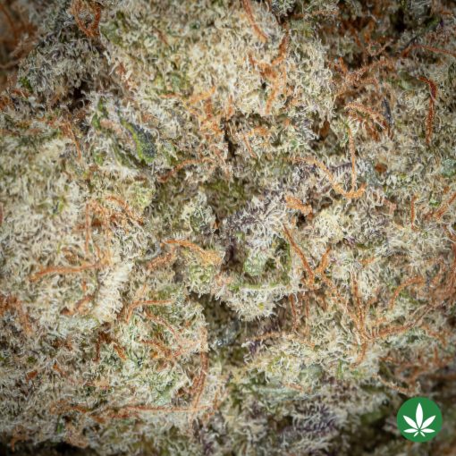 MAC #10 (AAAA+) - Image 2