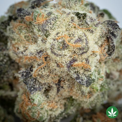 Slurricane IX (AAAA+) - Smalls Only - Image 2