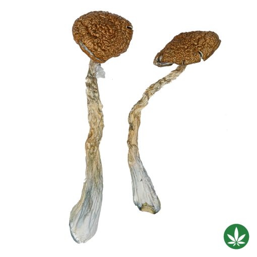 Golden Teacher