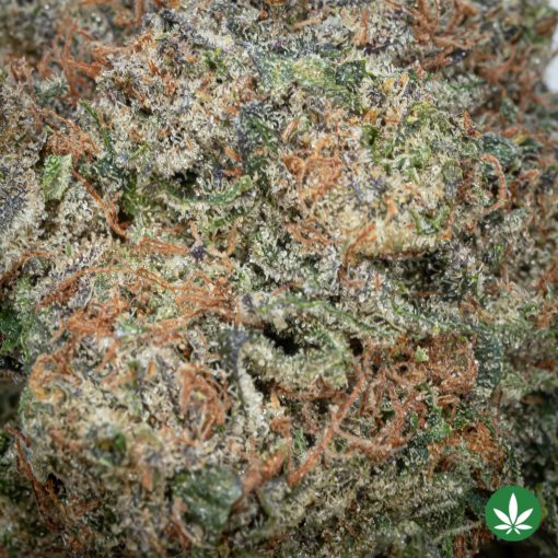 Pink Tuna (AAAA+) - Image 2