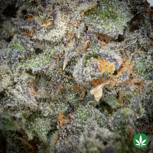 Pink Gelato (AAAA+) - Image 2