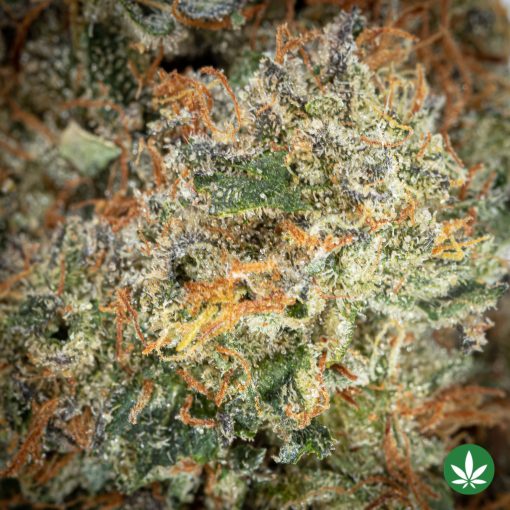 Slurricane (AAAA+) - Image 2
