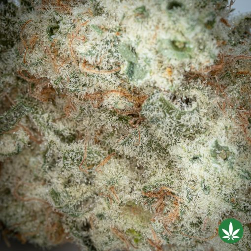 Northern Lights (AAAA+) - Smalls Only - Image 2