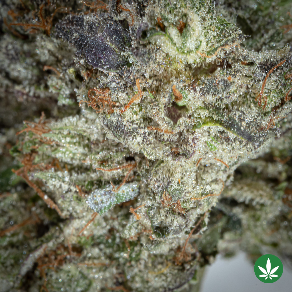 Alternative view of Pink Rockstar (AAAA+)