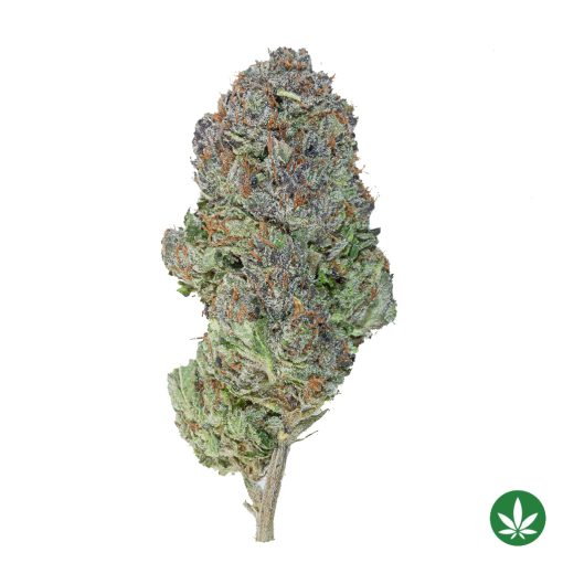 Pink Rockstar (AAA+)