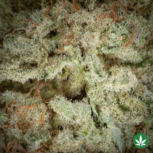 Banana MAC (AAA+) - Image 2