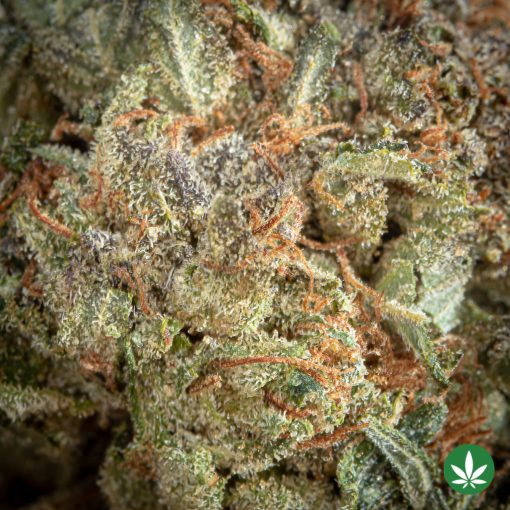 Rock Bubba (AAA+) - Image 2