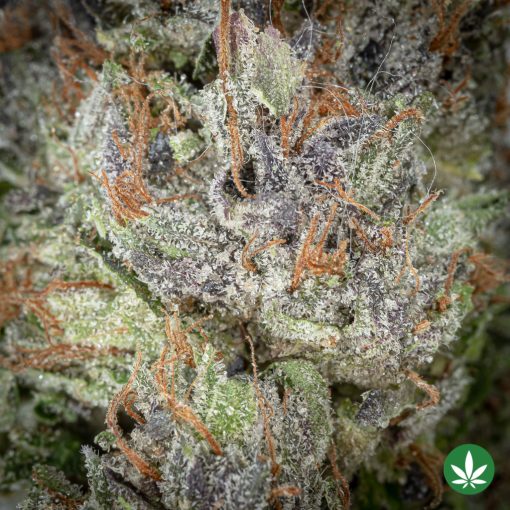 Pink Rockstar (AAA+) - Image 2