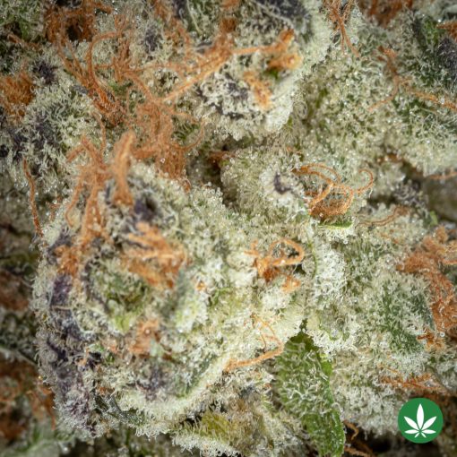 Purple Punch F1 (AAAA+) - Image 2