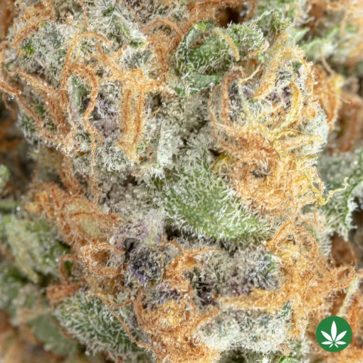 Pear Bourbon (AAAA+) - Image 2