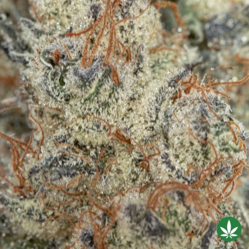 Black Truffle (AAAA+) - Image 2