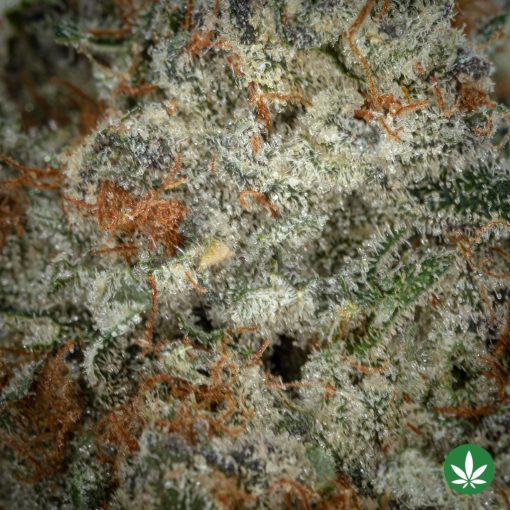 Gummy Buns (AAAA+) - Image 2