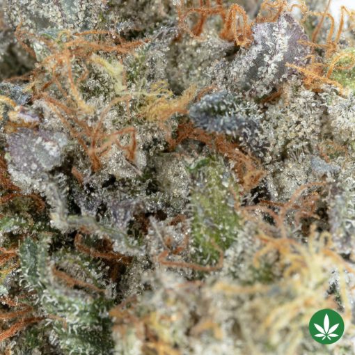 Death Bubba LSO (AAAA+) - Image 2