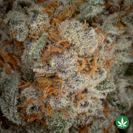 Alternative view of Cold Snap (AAAA+)