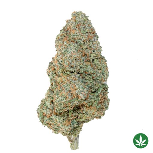 Pineapple Nuken (AAA+)