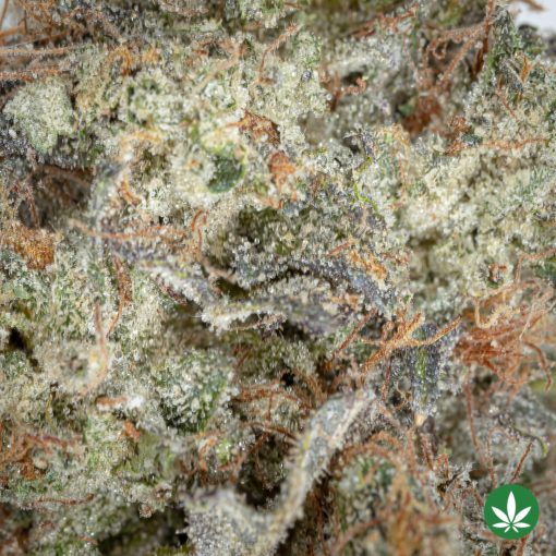 Coffee Kush (AAA+) - Image 2