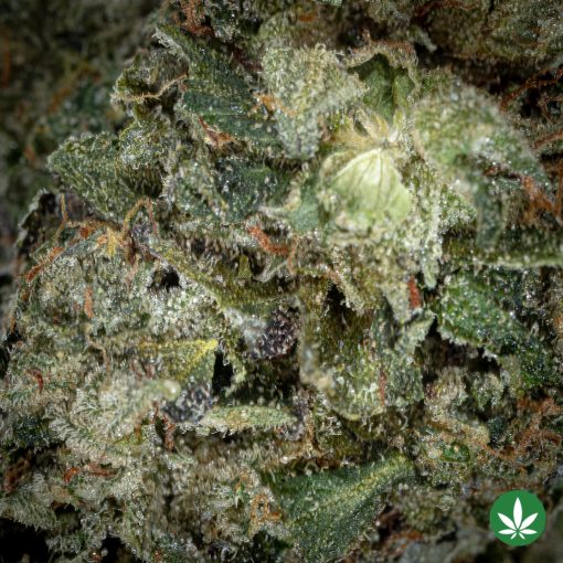 Chemo (AAA+) - Image 2