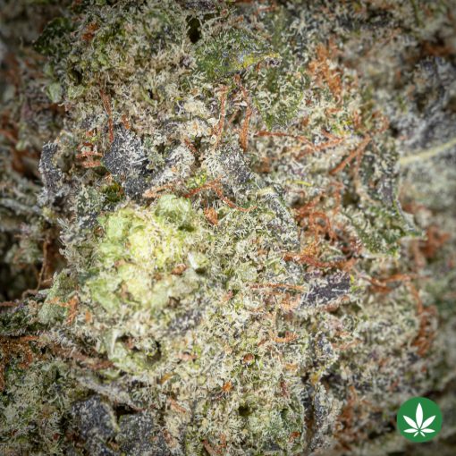 Black Truffle (AAA+) - Image 3