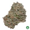 Gary Poppins (AAAA+)