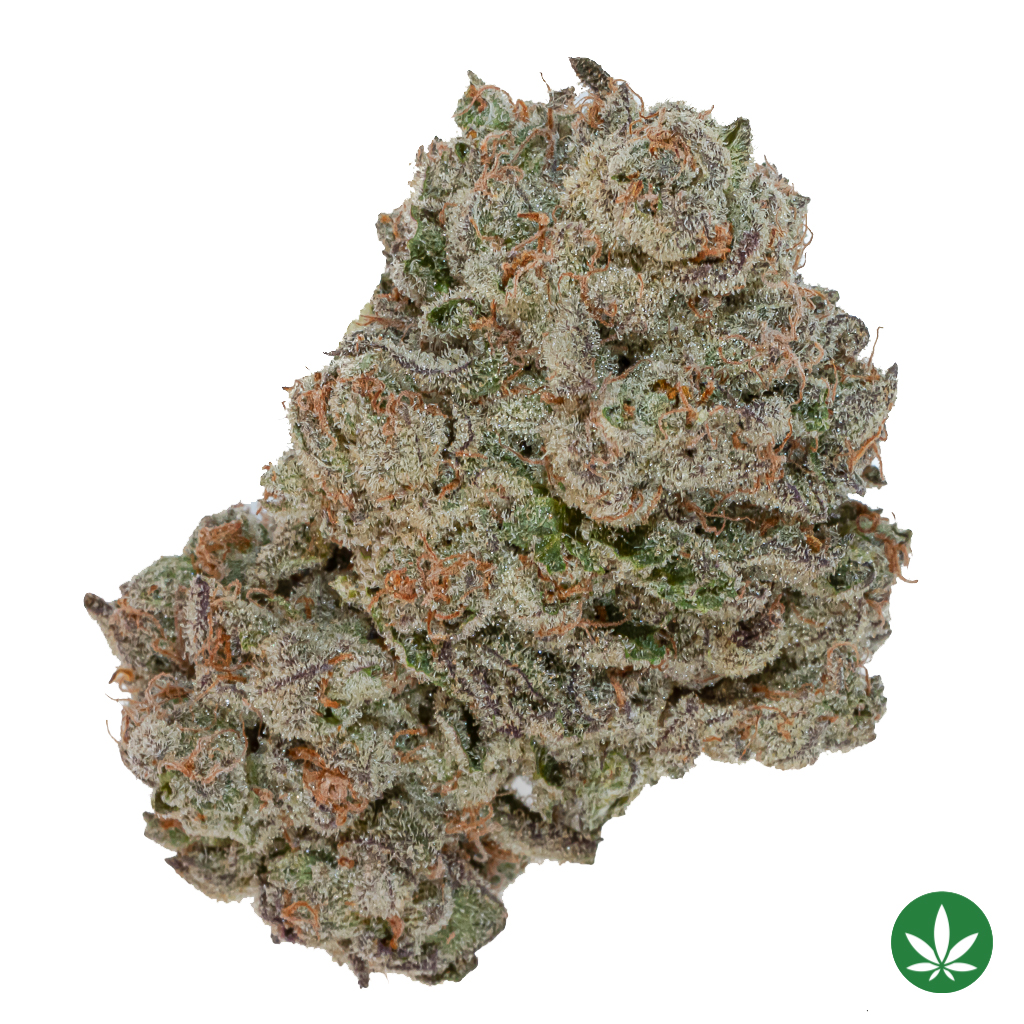 Gary Poppins (AAAA+)