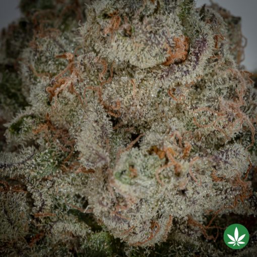 Alternative view of Gary Poppins (AAAA+)