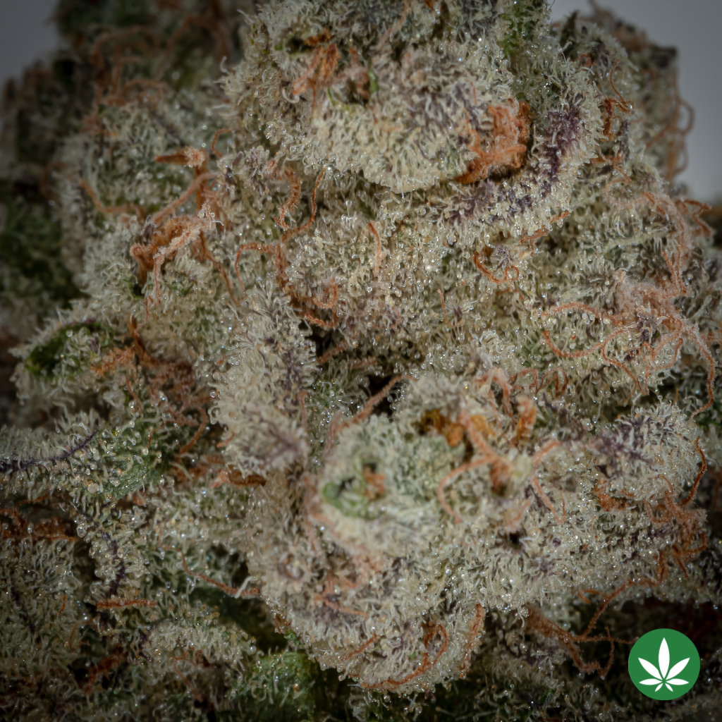 Gary Poppins (AAAA+) - Image 2