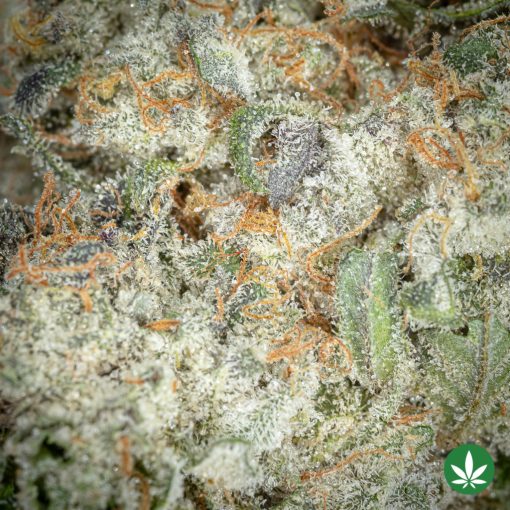 Crunchberry (AAAA+) - Image 2