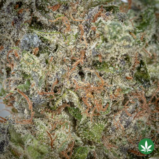 Death Bubba LSO (AAAA+) - Smalls Only - Image 2
